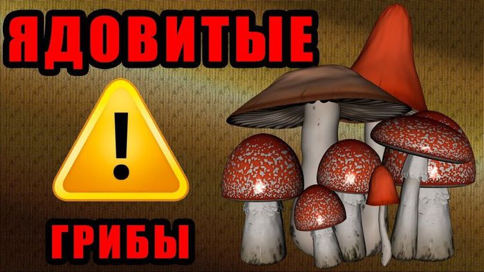Ядовитые-грибы-1